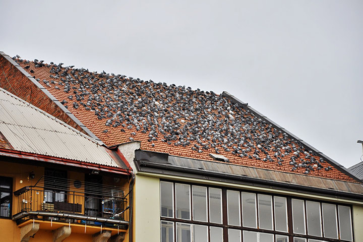 A2B Pest Control are able to install spikes to deter birds from roofs in Formby. 