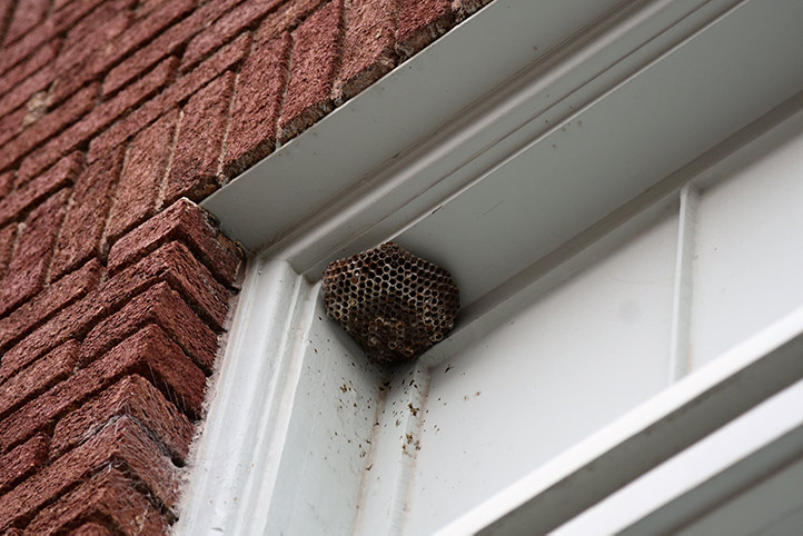 We provide a wasp nest removal service for domestic and commercial properties in Formby.